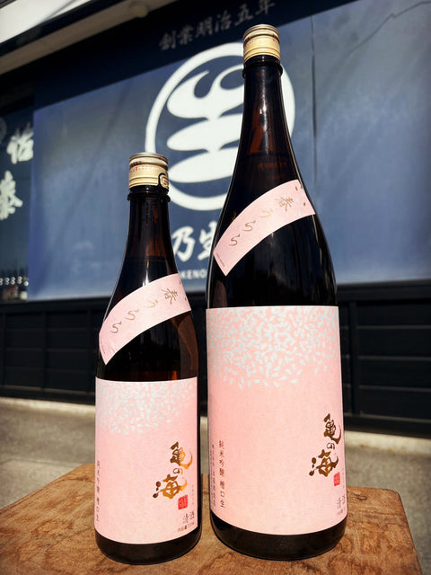 亀の海🌸春うらら