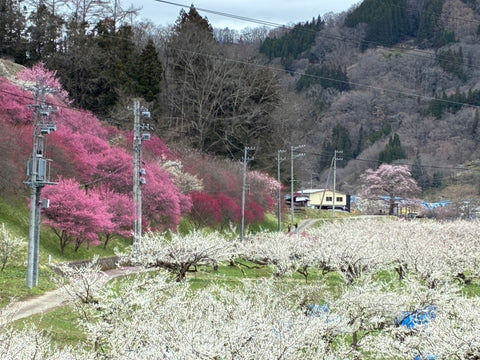 ろうかく湖🌸梅園